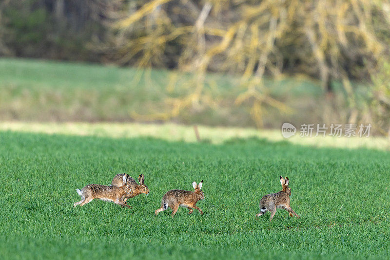 四只棕色的野兔(Lepus europaeus)互相追逐